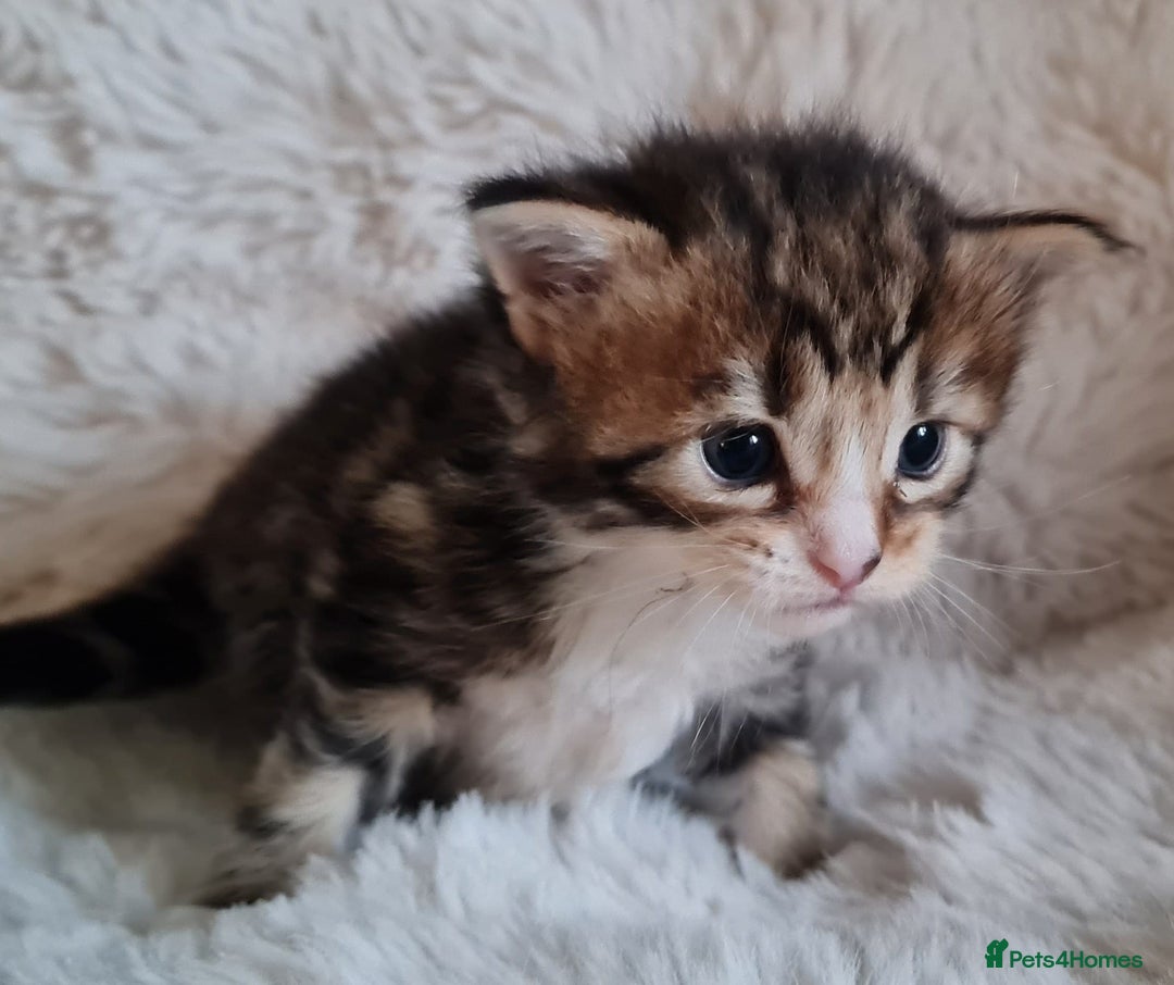 Maine Coon cats for sale: 100% Maine Coon Kittens DNA HEALTH TESTED PARENTS  - Image 22