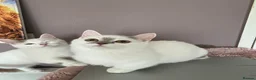 Munchkin cats for sale: Super short legs Munchkin kittens  - Advert 25