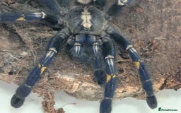 Spiders invertebrates for sale: Gotty tarantula  - Image 5
