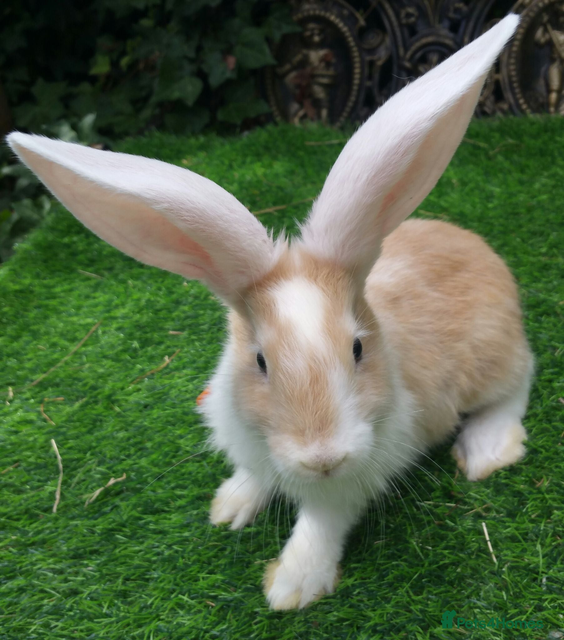Continental Giant rabbits PURE Continental Giant Kits - VACCINATED  RESERVE  - Advert 3