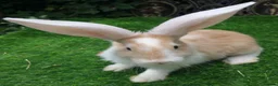 Continental Giant rabbits for sale: PURE Continental Giant Kits - VACCINATED  RESERVE  - Advert 1