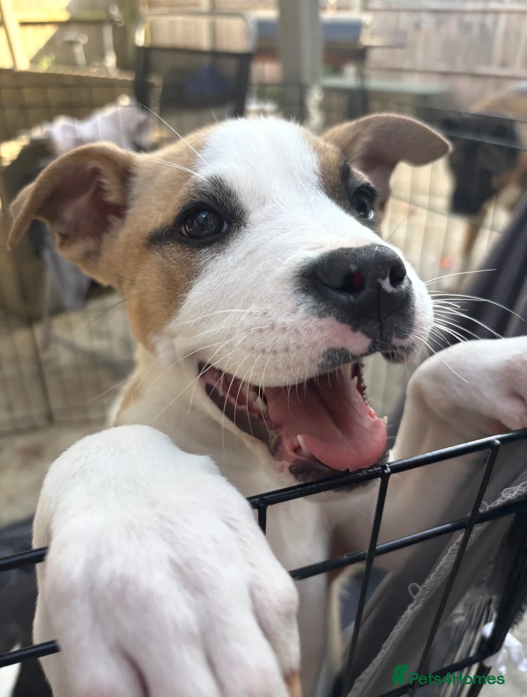 Mixed Breed dogs for sale:     Stunning Akita X Staffy Puppy in London - Advert 2