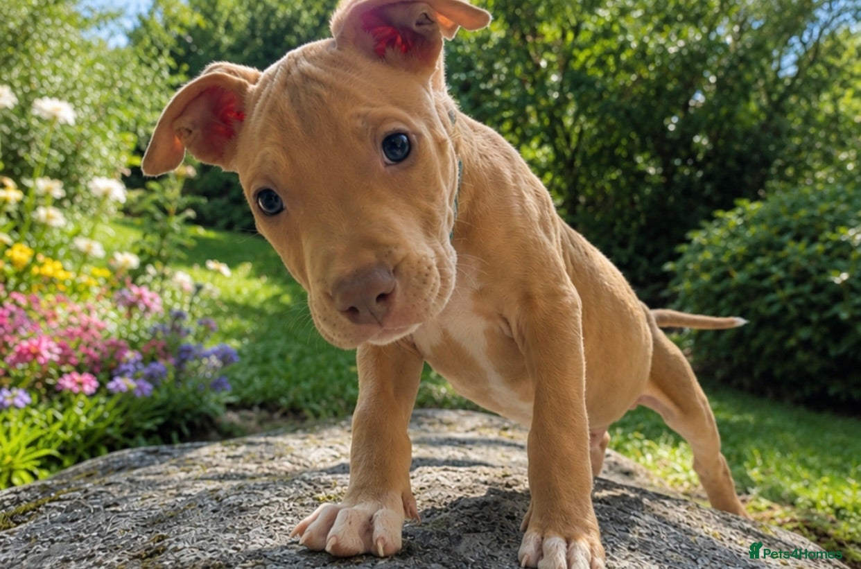 American Bully dogs ❗️LAST MALE LEFT❗️ - Advert 16