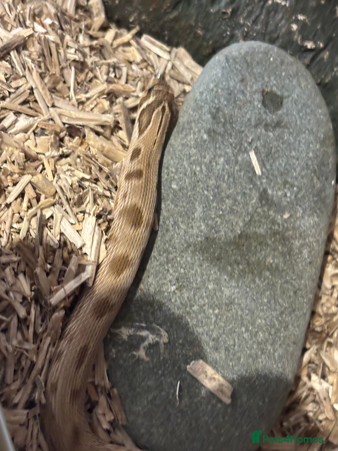 Python Snake reptiles for sale: Female ball python pied & Hognose snakes  - Advert 8