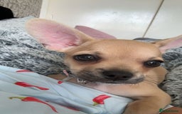 Mixed Breed dogs for sale: French bulldog x chihuahua  - Image 3