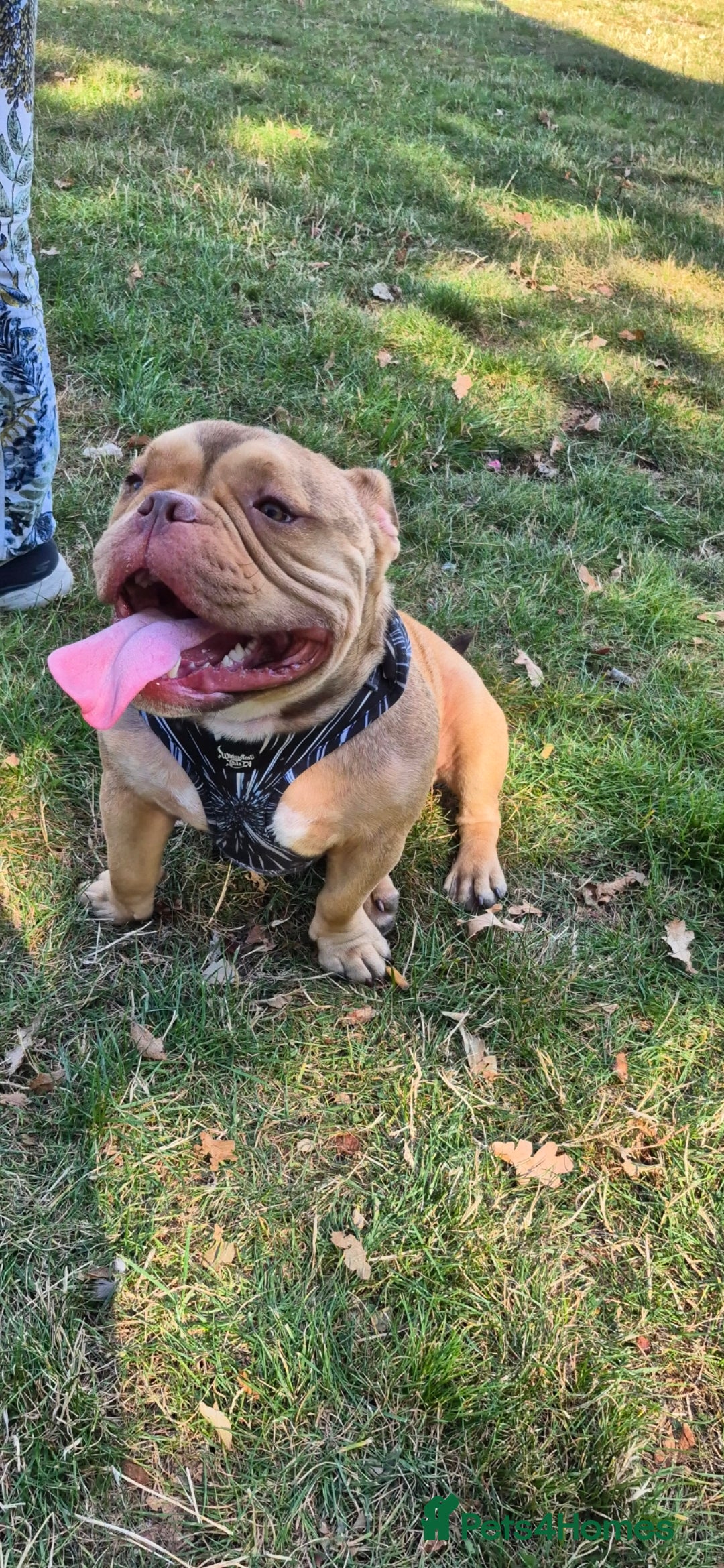 Mixed Breed dogs for sale: Pocket bully neutered male  - Image 2