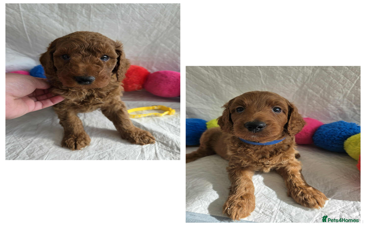 Goldendoodle dogs - Advert 3