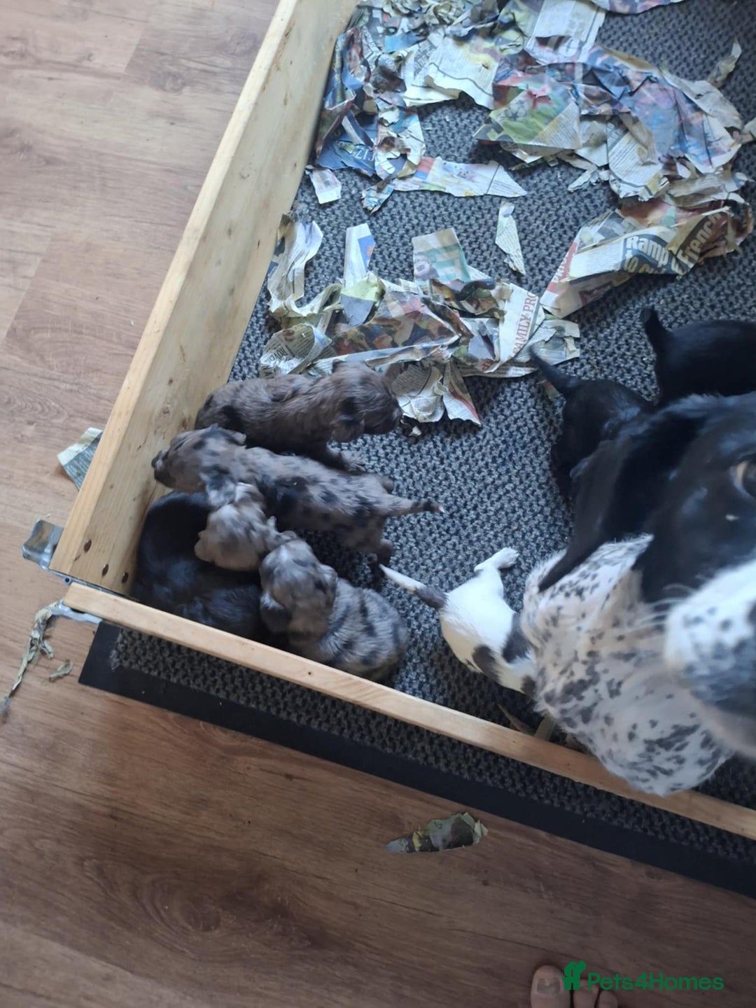 English Springer Spaniel dogs for sale: 8 beautiful english springer spaniels - Image 2