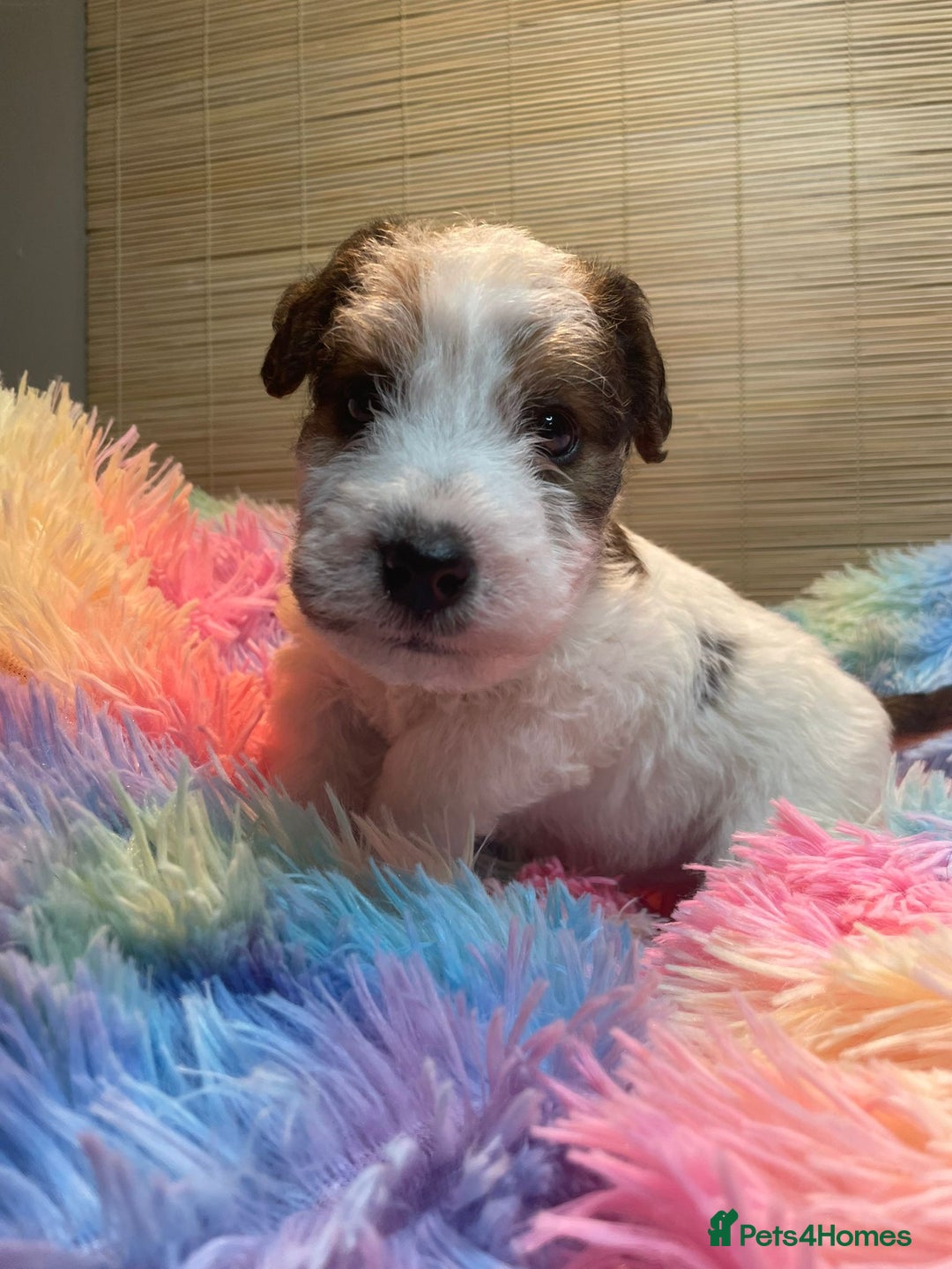 Mixed Breed dogs for sale: Wire Fox X Parsons Jack Russell Puppies for Sale - Advert 10