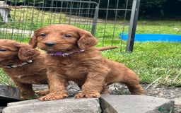 Irish Doodle dogs for sale: Irish doodles - Image 15