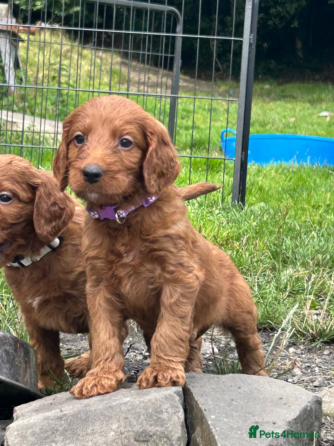 Irish Doodle dogs for sale: Irish doodles - Image 15