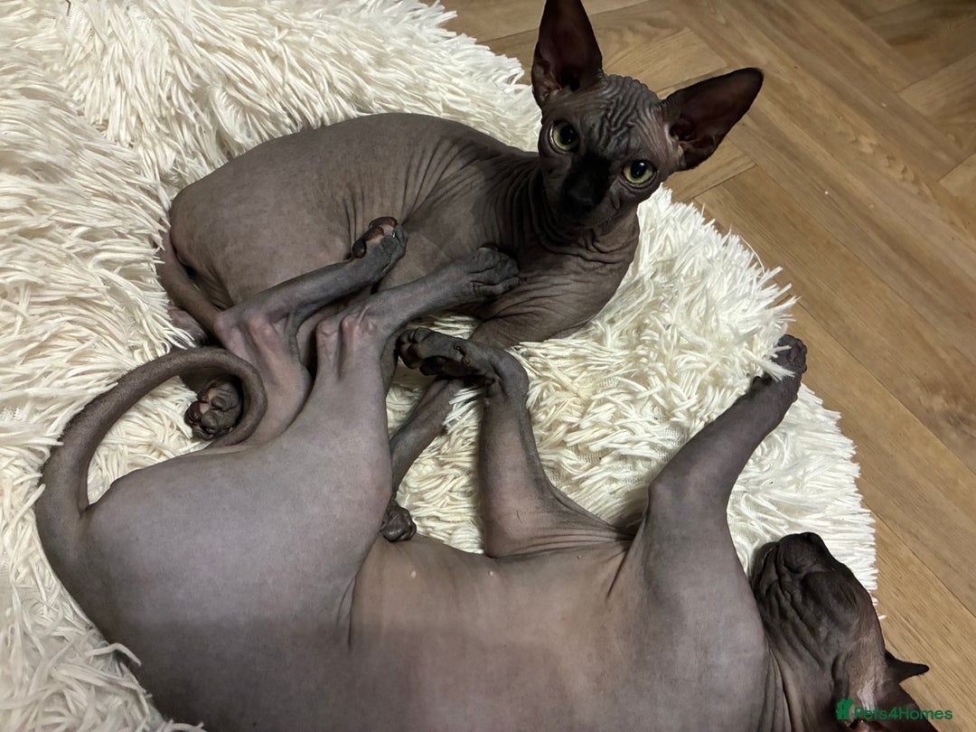 Sphynx cats for sale: Solid Black Female Canadian Sphynx  - Advert 2