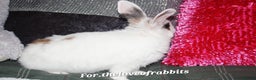 Lionhead rabbits for sale: Lionhead Doe  - Advert 2
