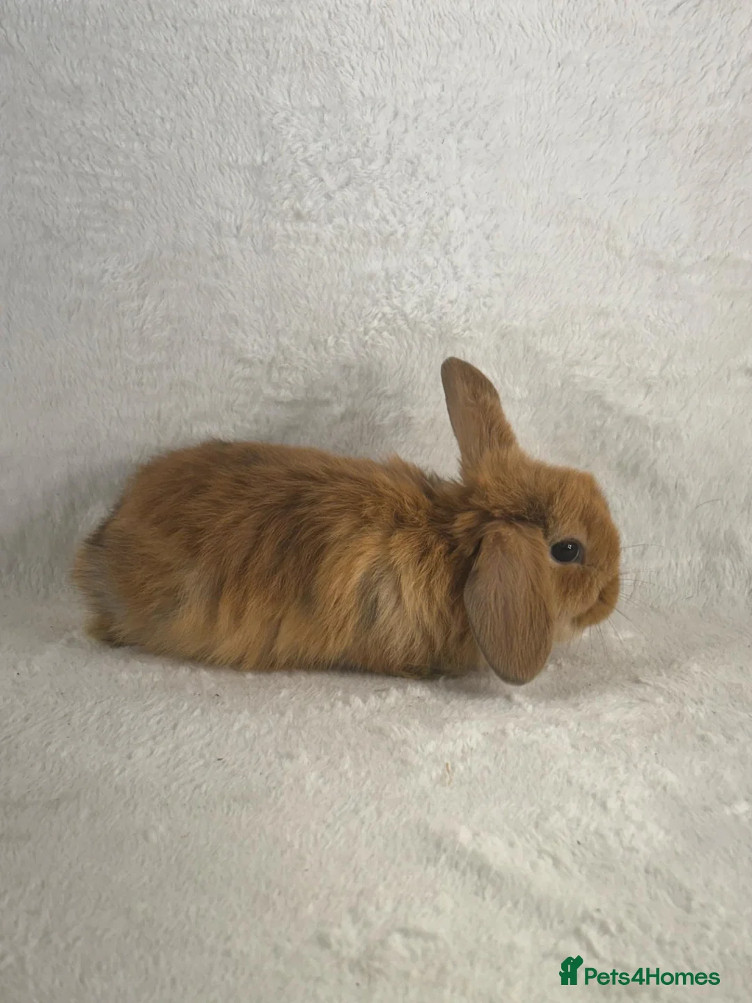 Mini Lop rabbits for sale: 6 x ginger/brown mini lop rabbits - Advert 13