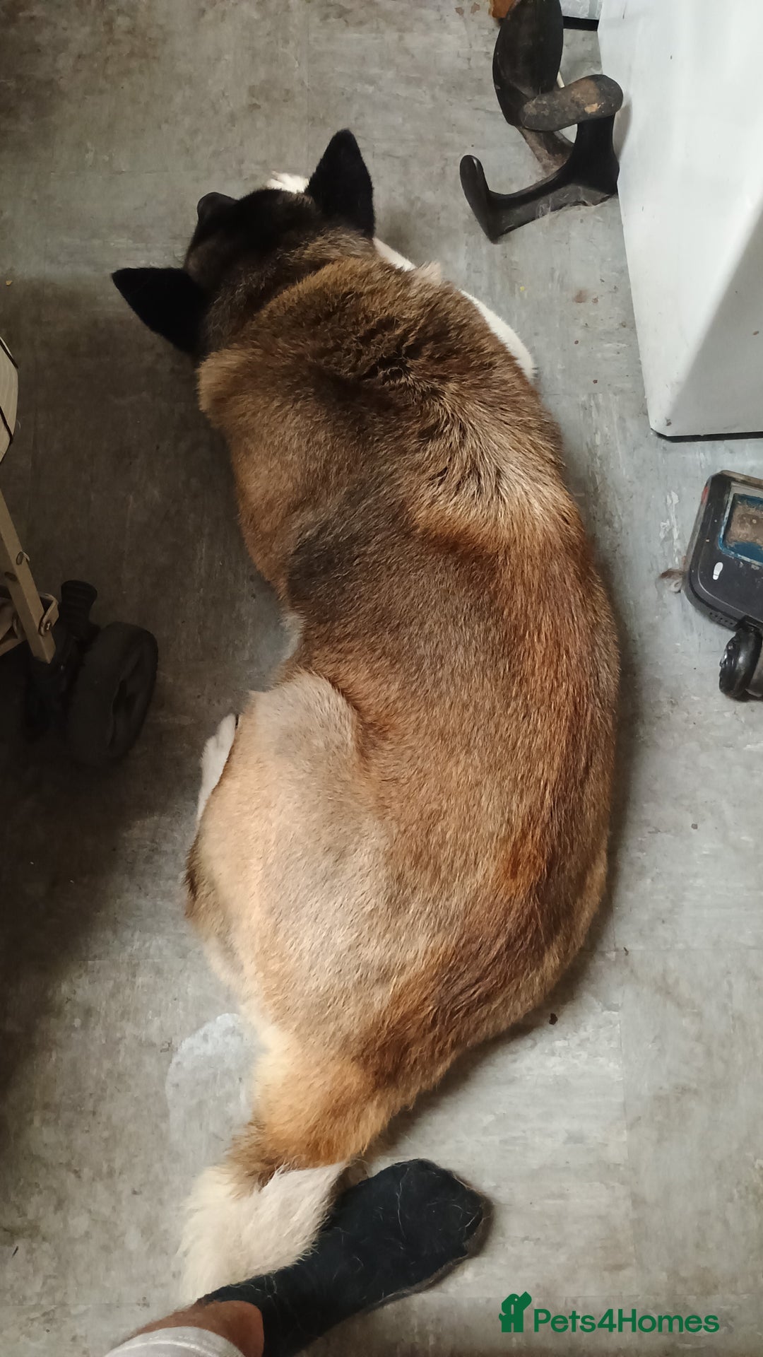Akita dogs for sale: American akitia 2yrs old - Image 3
