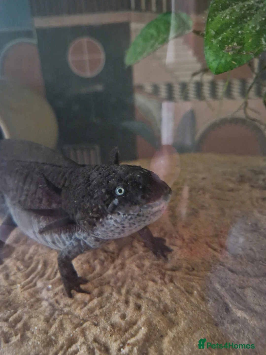 Axolotl reptiles for sale: 2 axolotls full set up - Advert 2