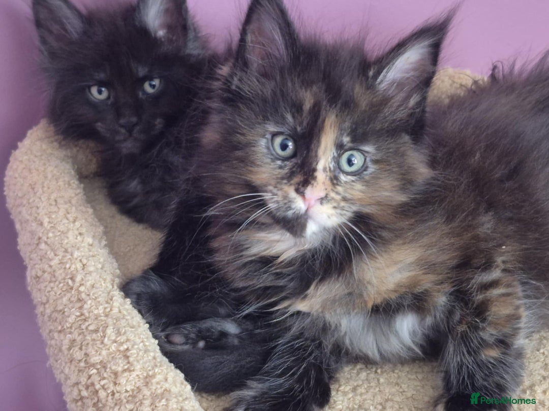 Maine Coon cats for sale: Tica Reg Mainecoon kittens READY NOW in Deal - Image 4
