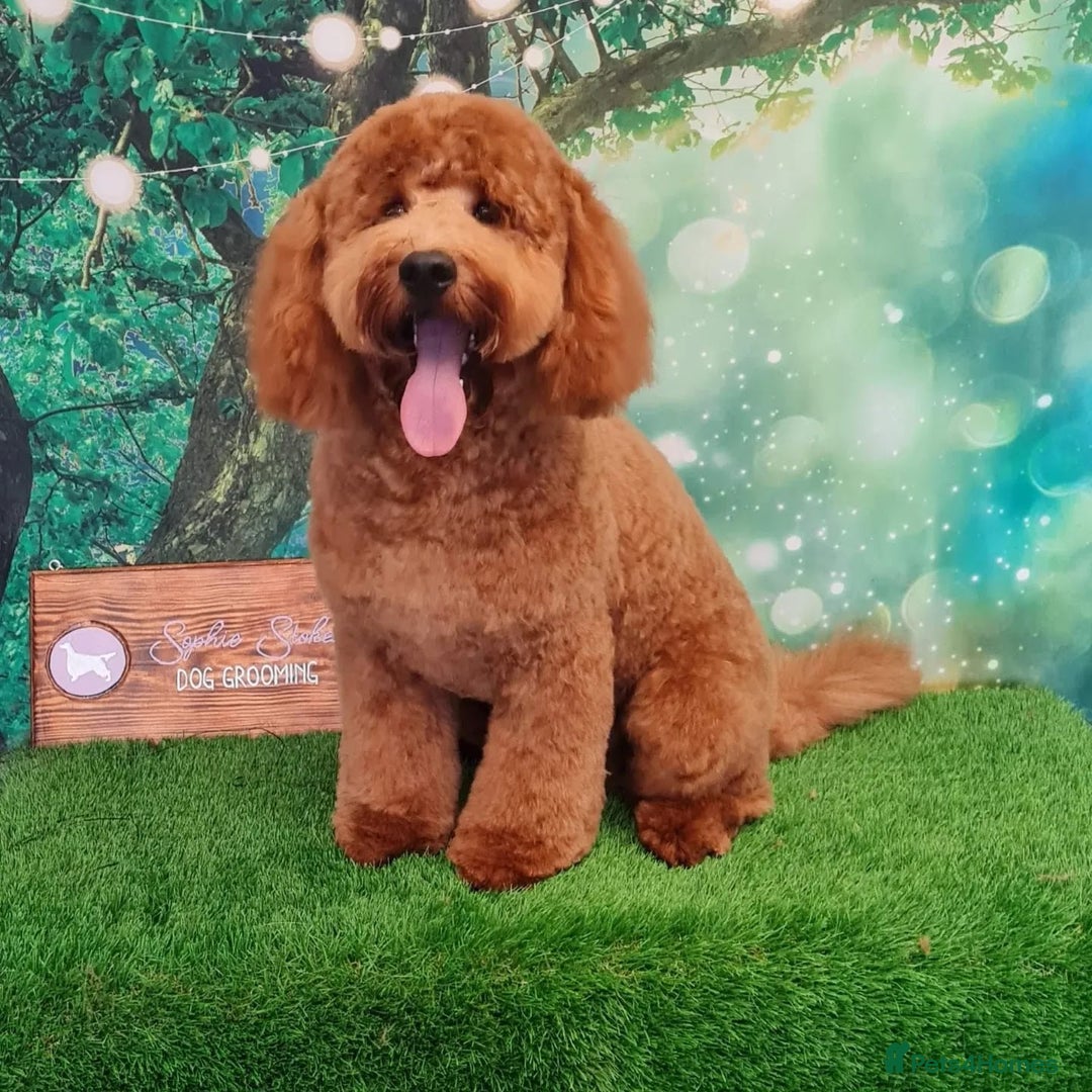 Cockapoo dogs for stud: Stunning proven KC reg Red Miniature Poodle in Cannock - Image 3