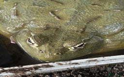 Frog reptiles for sale: Giant African bullfrog  - Image 1
