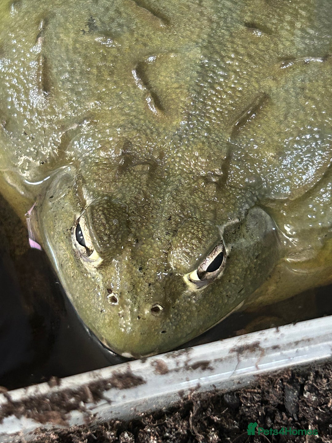 Frog reptiles for sale: Giant African bullfrog  - Image 1