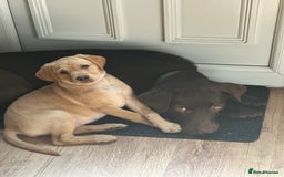 Labrador Retriever dogs for sale: Koda and Meave  - Image 7