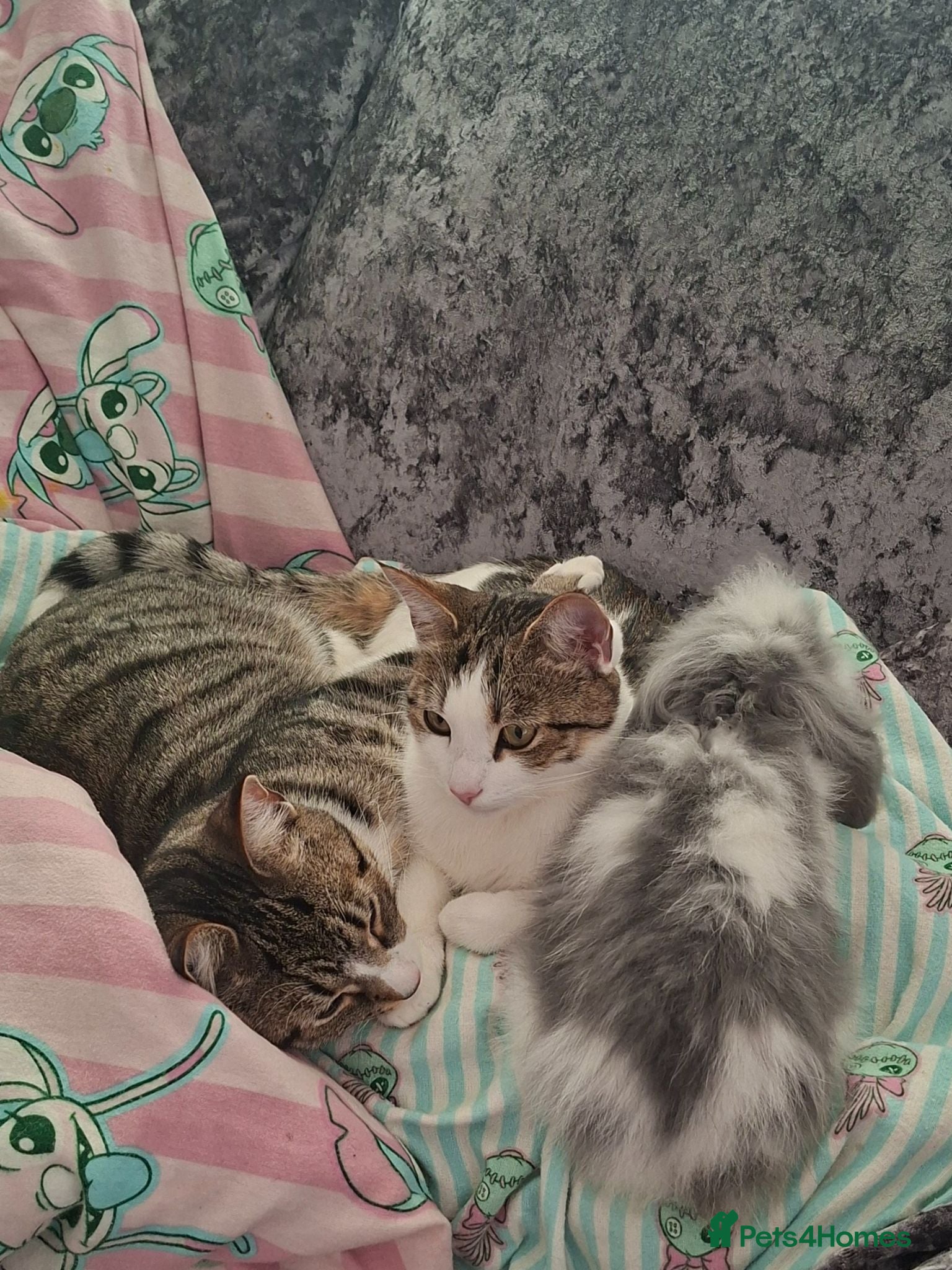 Domestic Shorthair cats Brother and sister  - Advert 1