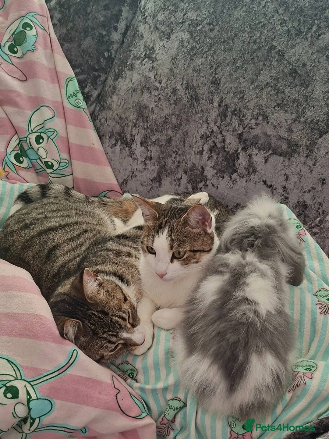 Domestic Shorthair cats for sale: Brother and sister  in Peterlee - Advert 1