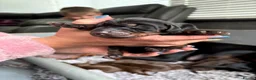 Dobermann dogs for sale: Exceptional Pedigree Doberman pups for sale  - Advert 18