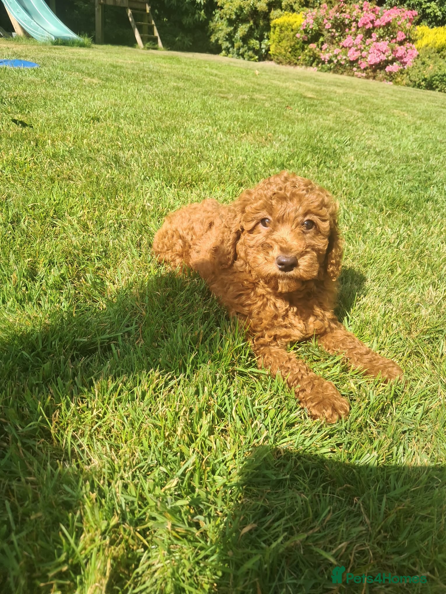 Cockapoo dogs Cockapoo pups - Advert 1