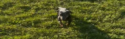 Miniature Dachshund dogs for sale: Miniature dachshund - Advert 4