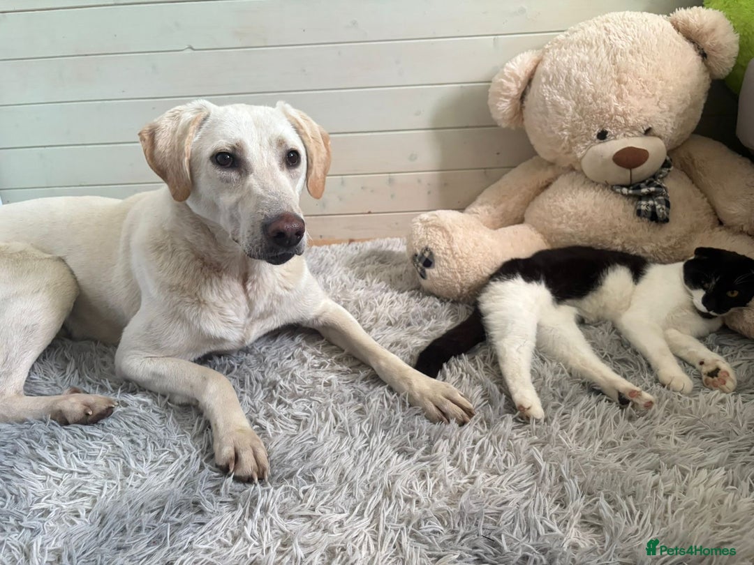 Mixed Breed dogs for sale: Sunshine Lab Mix Cutie Ready to Steal Your Heart! - Advert 3