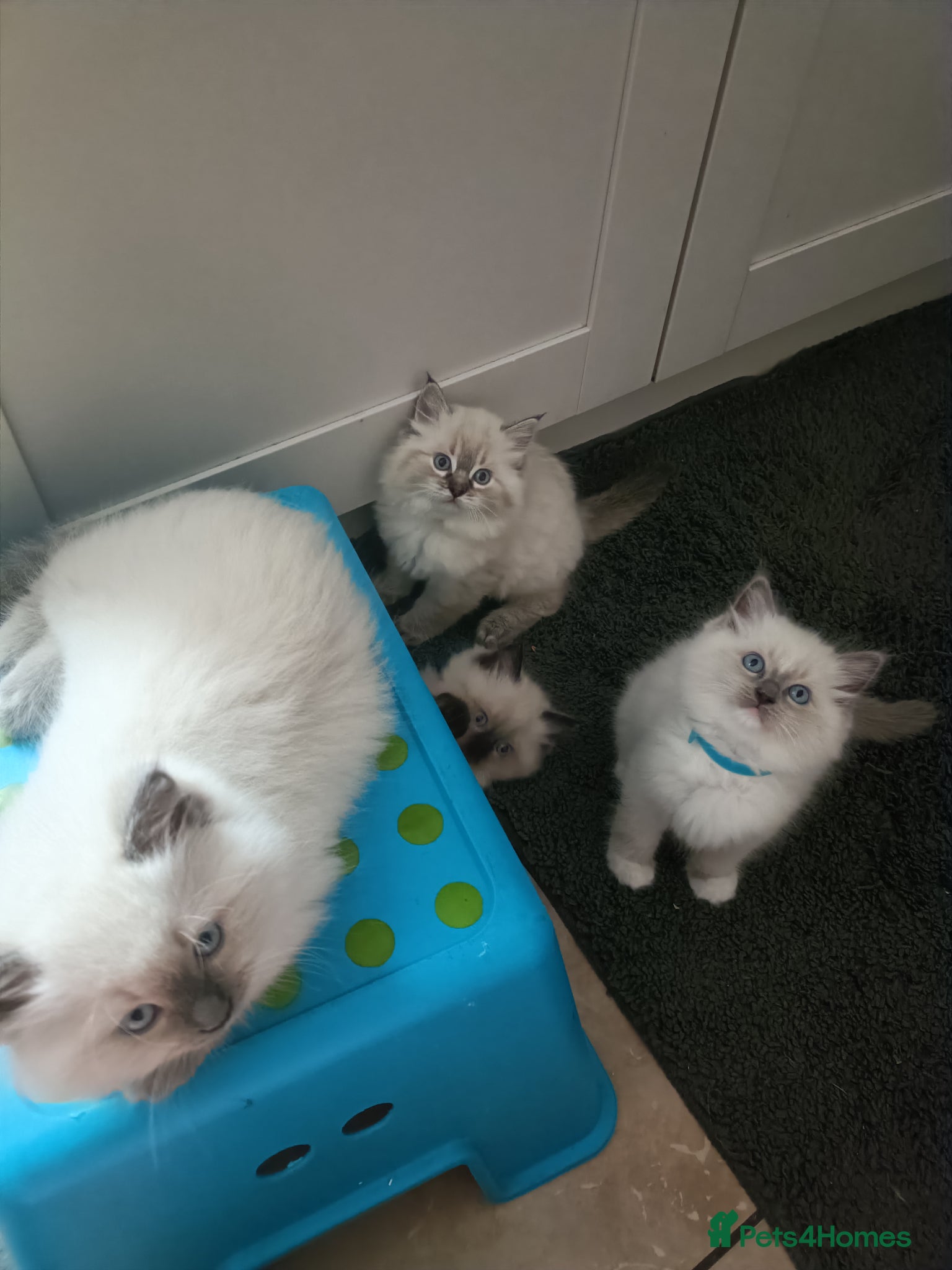Ragdoll cats 🌸🌸 BEAUTIFUL RAGDOLL 🌸🌸ALL AVAILABLE 🌸🌸 - Advert 1