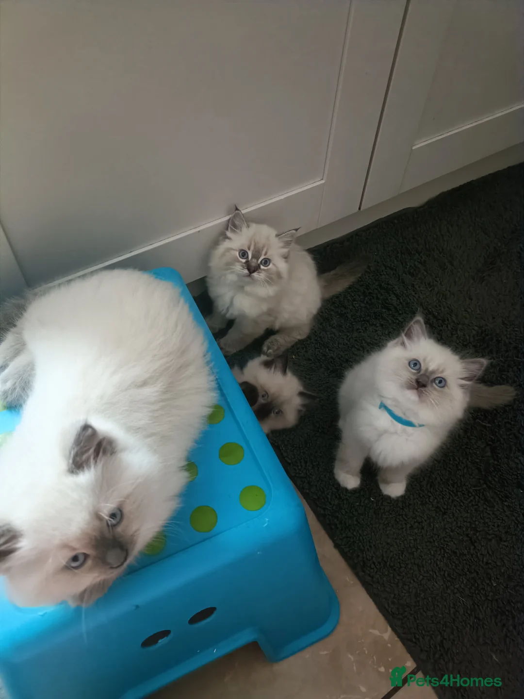 Ragdoll cats for sale: 🌸🌸 BEAUTIFUL RAGDOLL 🌸🌸ALL AVAILABLE 🌸🌸 - Advert 1