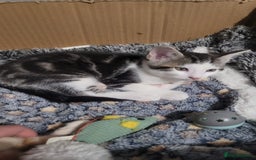 Mixed Breed cats for sale: Gorgeous mixed breed kittens for sale  - Image 9