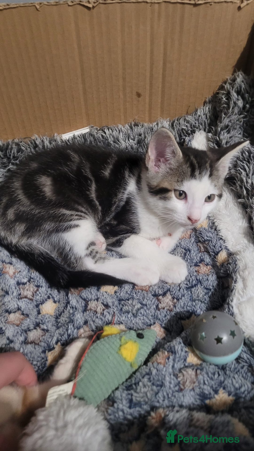 Mixed Breed cats for sale: Gorgeous mixed breed kittens for sale  - Image 9