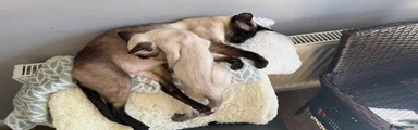 Siamese seal Kitten 4