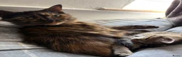 British Shorthair cats for sale: Tabby kittens  - Advert 4