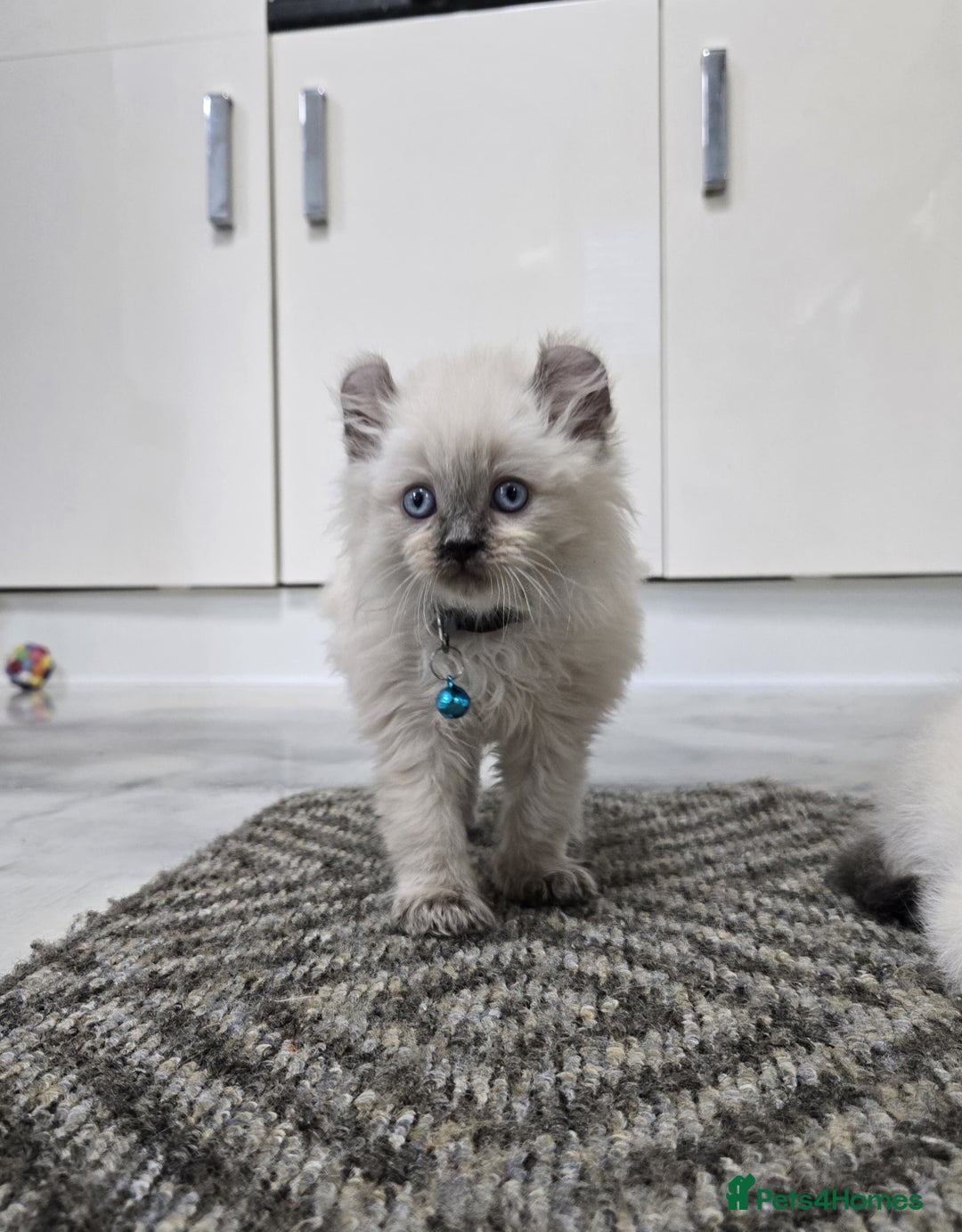 American Curl cats for sale: RARE, Unique, Affectionate American Curl Kittens!  - Advert 29