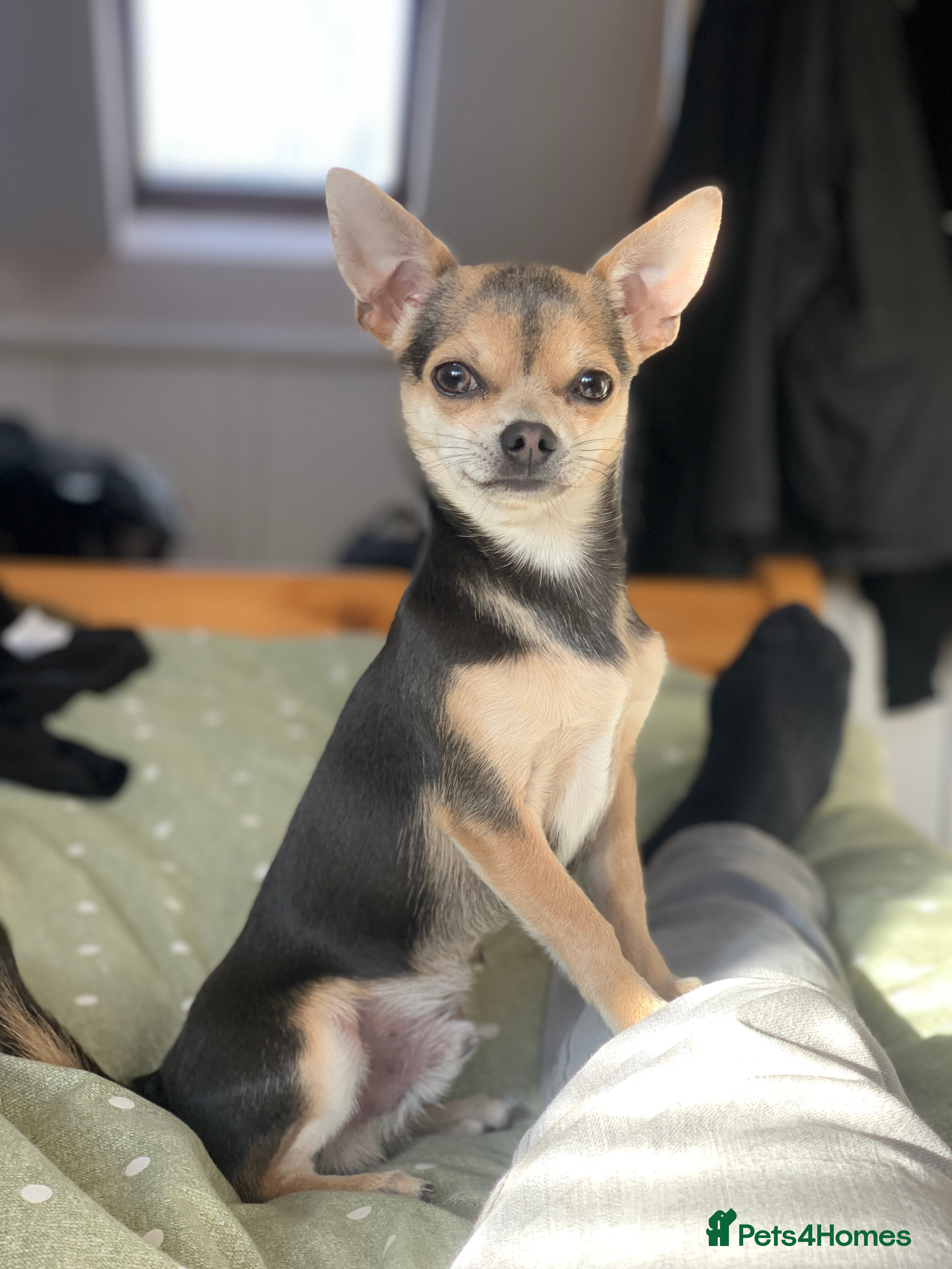 Chihuahua dogs Kenobi  - Advert 4