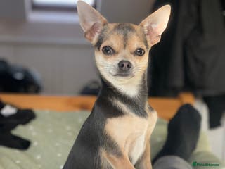 Chihuahua dogs Kenobi - Advert 8