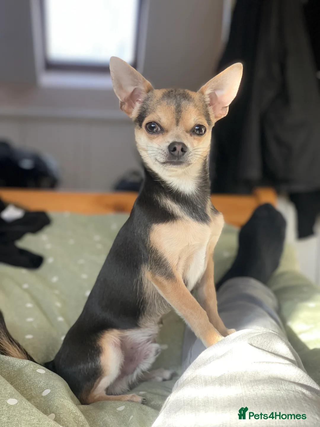 Chihuahua dogs for stud: Kenobi  - Advert 1