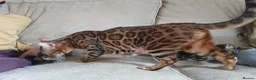 Bengal cats for sale: Family raised TICA Bengal kittens - Advert 20