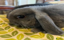 Mini Lop rabbits for sale: Two Mini Lop with Plush Baby Boys - Image 7
