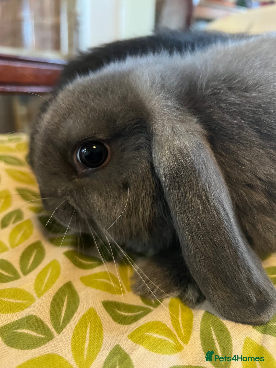 Mini Lop rabbits for sale: Two Mini Lop with Plush Baby Boys - Image 7