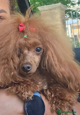 Toy Poodle dogs ❤️Cruft show🐩 Stunning red*serbian imp*show dogs* - Advert 2