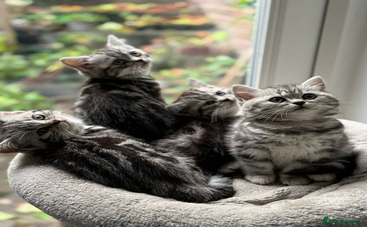 British Shorthair cats - Advert 1