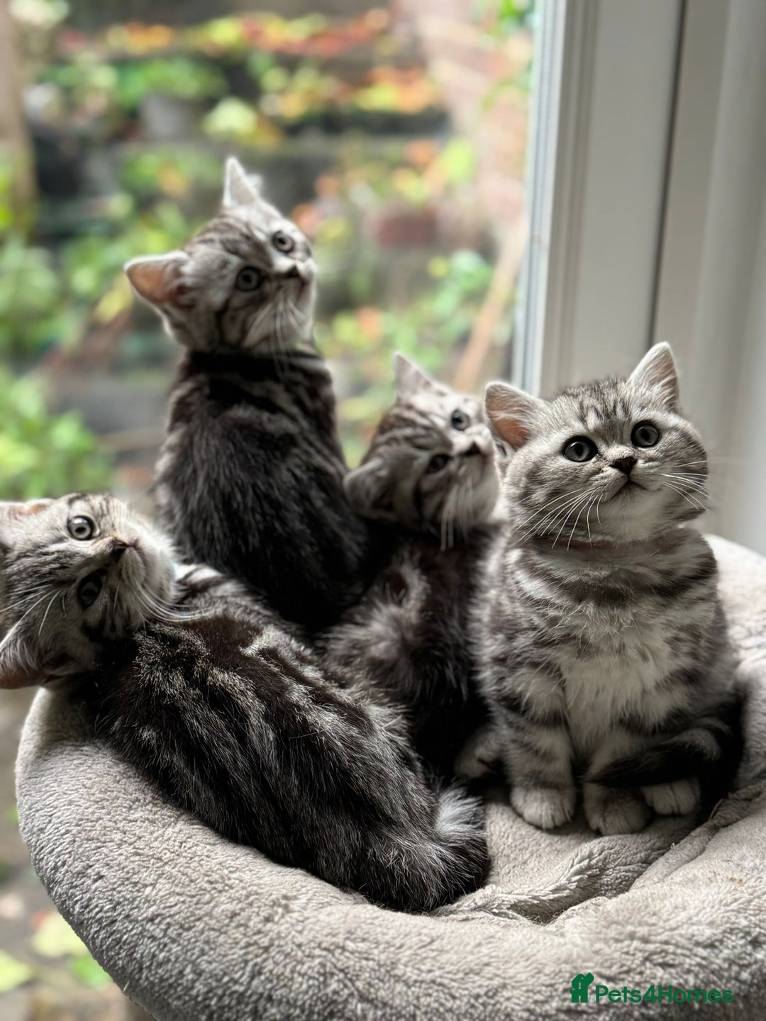 British Shorthair cats for sale: Beautiful registered British Shorthaired Kittens - Image 1