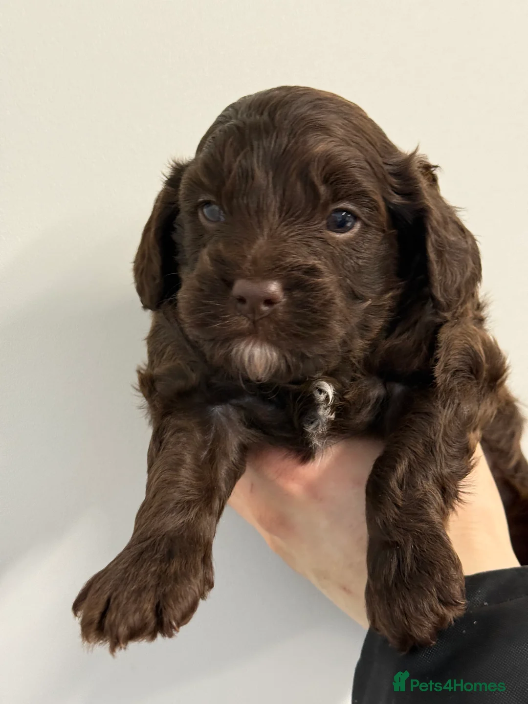 Cavapoo dogs for sale: Our First Ever F1 Choc  Cavapoo Boy - Advert 2