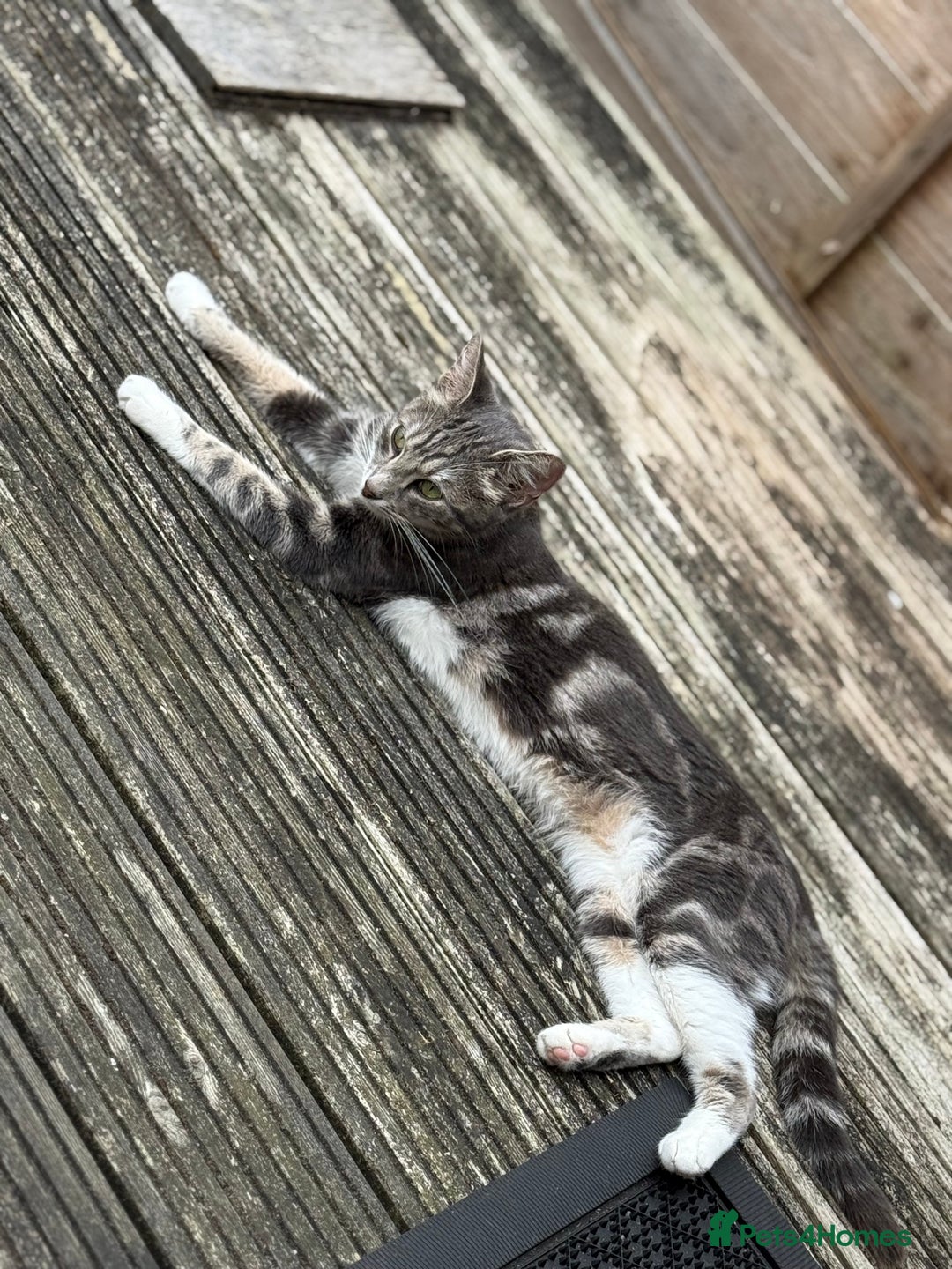 American Shorthair cats for sale: Beautiful tabby cat for sale - Advert 3