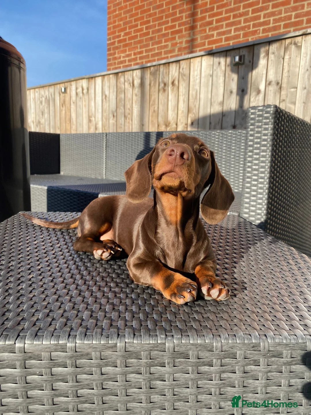Miniature Dachshund dogs for stud: Proven Stud Chocolate & Tan Miniature Dachshund in Durham - Advert 10